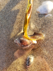 Acanthinucella spirata