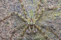 Pandercetes