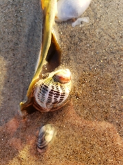 Acanthinucella spirata