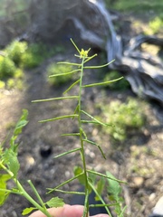 Sisymbrium erysimoides