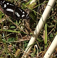 Phaedyma shepherdi