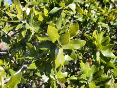 Quercus emoryi