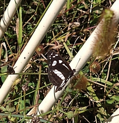 Phaedyma shepherdi