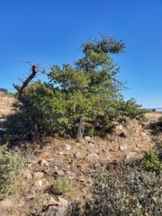 Quercus emoryi