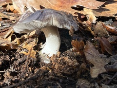 Entoloma medianox