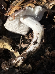 Entoloma medianox