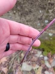 Rubus occidentalis