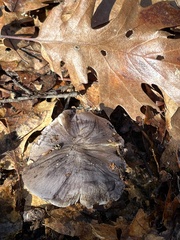 Entoloma medianox