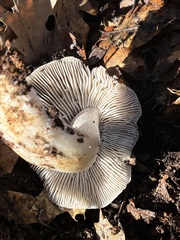 Entoloma medianox