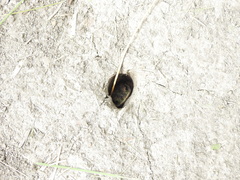 Rhinella dorbignyi