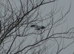 Geranospiza caerulescens