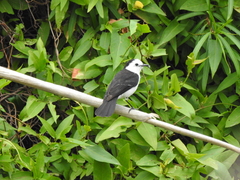 Fluvicola albiventer