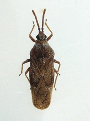Leptoypha mutica