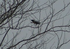 Geranospiza caerulescens