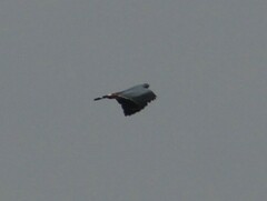 Geranospiza caerulescens