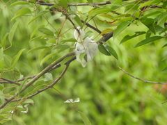 Cephisus siccifolius