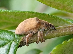 Gonipterus platensis