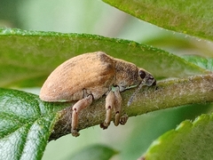 Gonipterus platensis