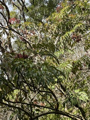 Leea guineensis