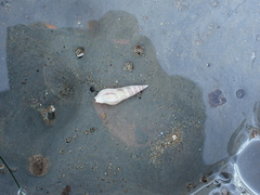 Ophiodermella inermis