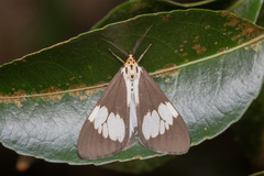 Nyctemera lacticinia