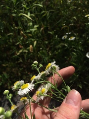 Erigeron strigosus strigosus