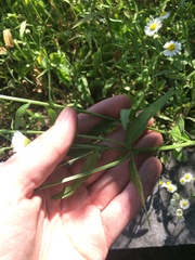 Erigeron strigosus strigosus
