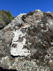 Protoparmeliopsis pinguis