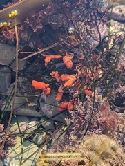 Metandrocarpa dura