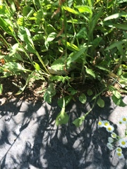 Erigeron strigosus strigosus