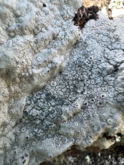 Protoparmeliopsis pinguis