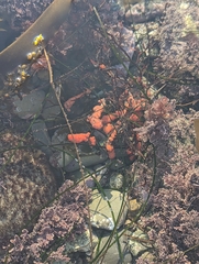 Metandrocarpa dura