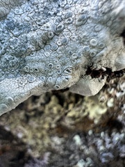 Protoparmeliopsis pinguis