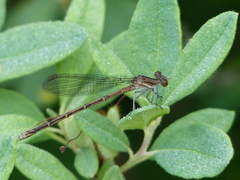 Argia fumipennis