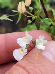 Nemesia floribunda