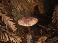 Pseudobaeospora