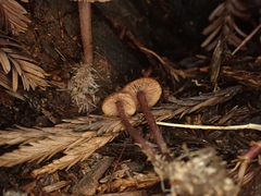Pseudobaeospora