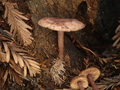 Pseudobaeospora