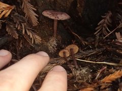 Pseudobaeospora