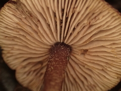 Pseudobaeospora