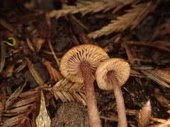 Pseudobaeospora