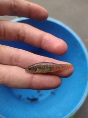 Micropercops swinhonis