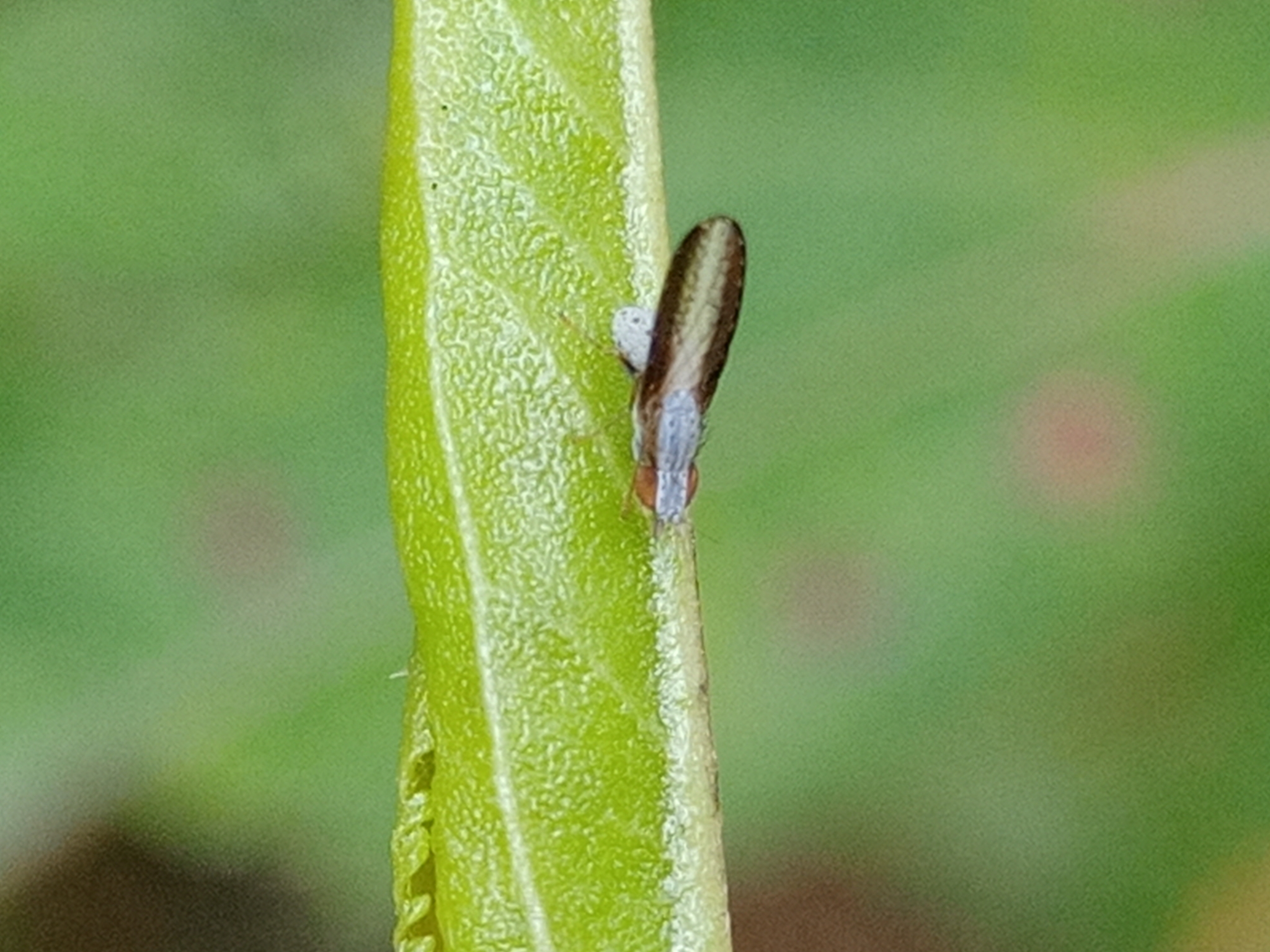 Chamaemyiidae image