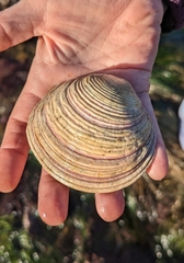 Semele decisa