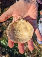 Semele decisa