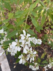 Euphorbia leucocephala