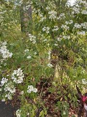 Euphorbia leucocephala
