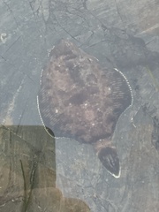 Pleuronichthys coenosus