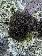 Scytinium palmatum