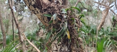 Epidendrum conopseum